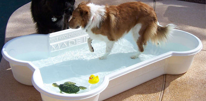 zwembad honden